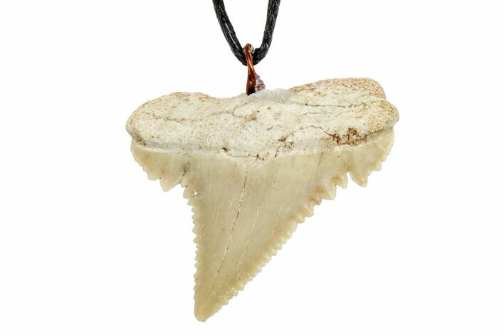 Fossil Shark (Palaeocarcharodon) Tooth Necklace -Morocco #169918